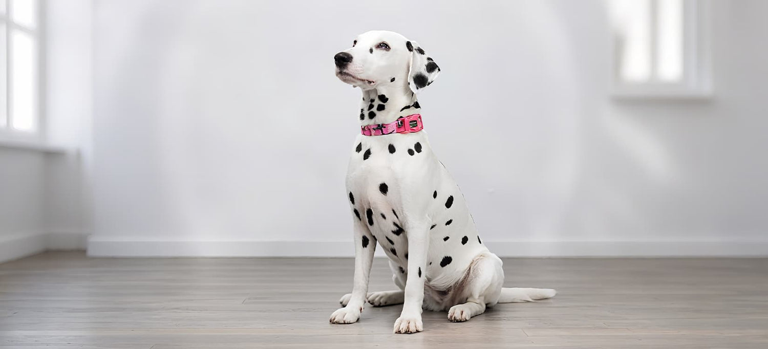 Dog collars category banner showing a dalmatian wearing a pink collar while sitting indoors on wooden floor