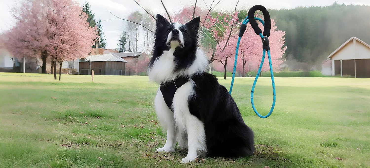 Dog leashes category banner showing a Border Collie with a blue leash in a park with cherry blossom trees