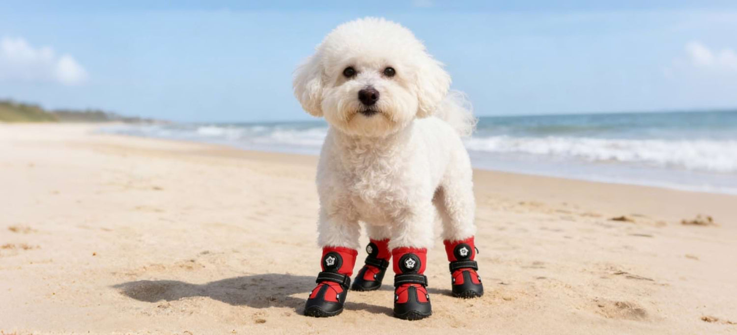 Dog Shoes: Small white dog wearing red protective boots on a sandy beach, demonstrating paw protection against hot sand and water for summer outdoor walking.