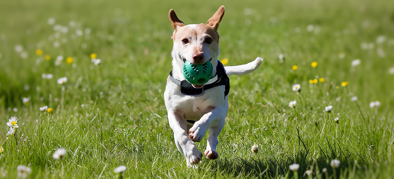Dog supplies category banner showing a dog running with a green ball in the grass