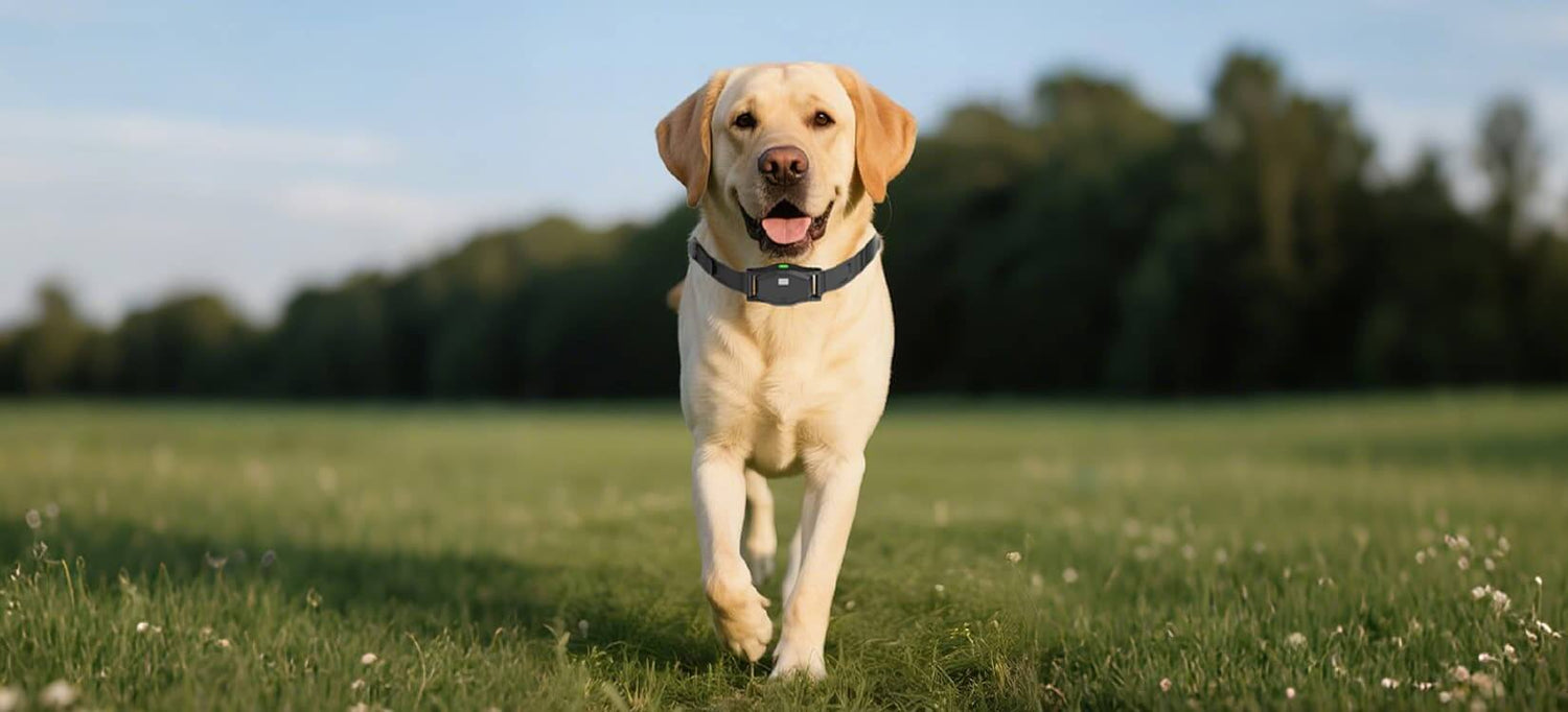 Wireless dog fences category banner showing a Labrador running outdoors on green grass