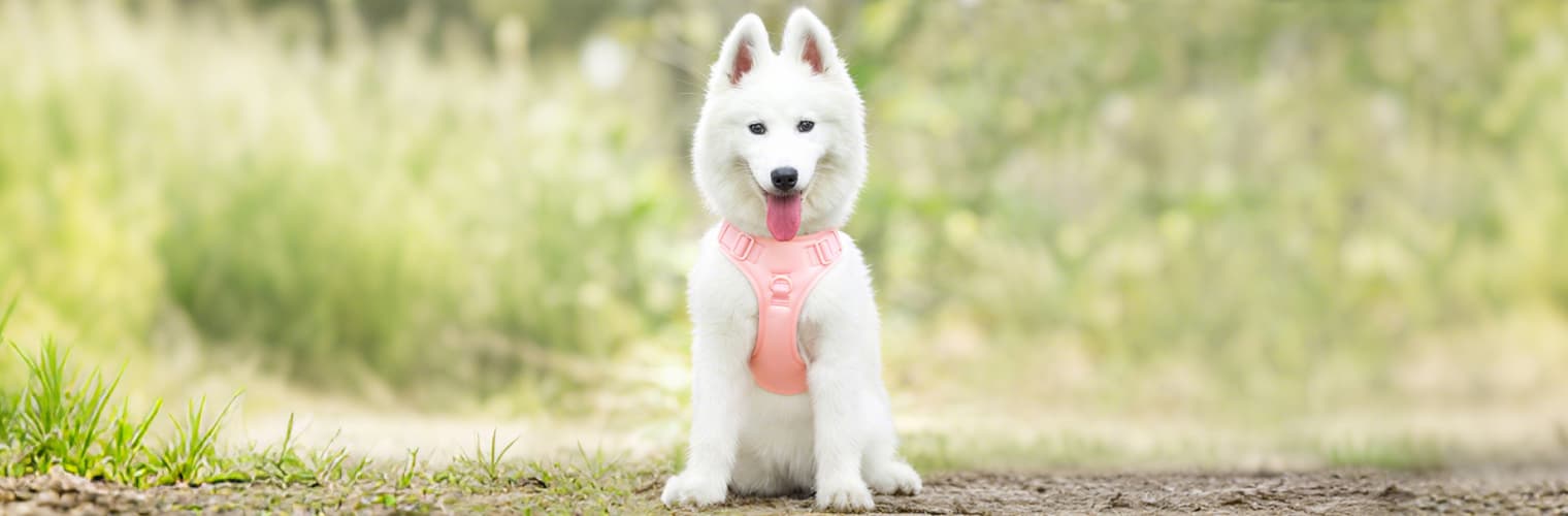 White dog wearing front clip no pull dog harness vest