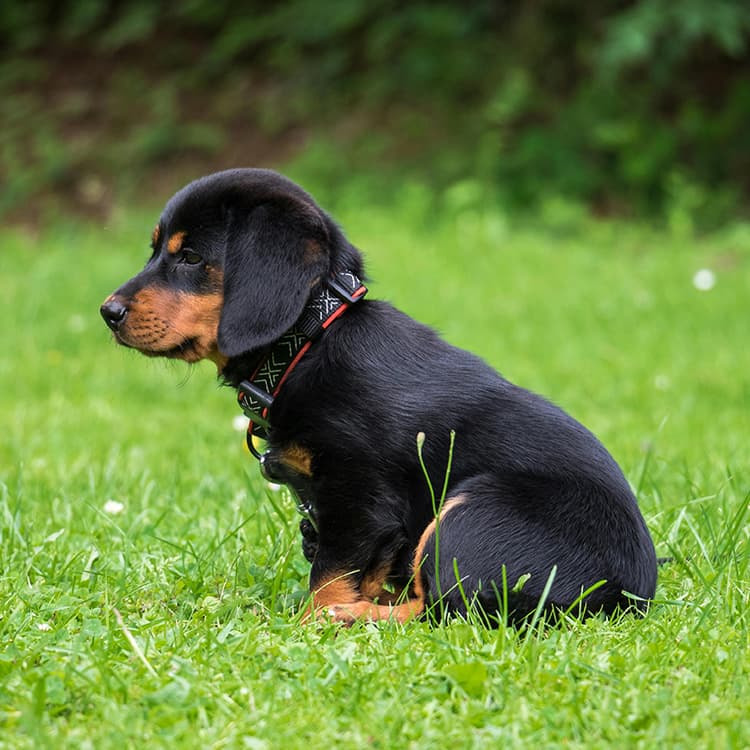 black-and-tan-puppy-sitting-on-green-grass-wearing-decorative-dog-collar
