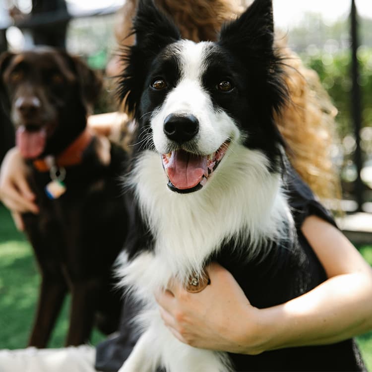 happy-black-and-white-border-collie-sitting-on-owners-lap-with-another-dog-in-background
