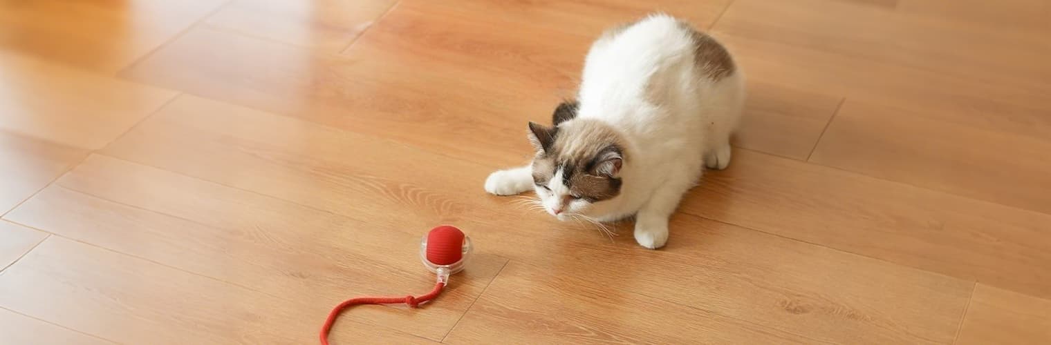 Cat watching the red cat balls toy before interaction, preparing to play indoors