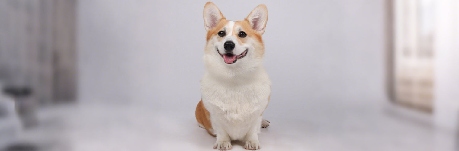 Corgi dog sitting before wearing the nylon dog collar, showing natural fur and calm behavior