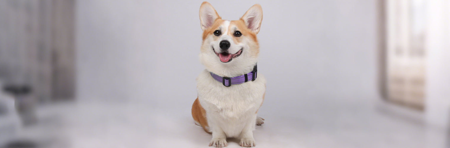 Corgi dog wearing reflective nylon dog collar with engraved buckle, comfortable fit and visible reflective strip