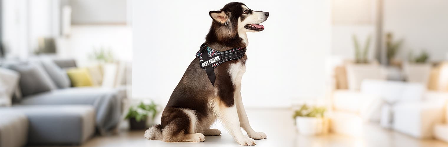 Dog wearing large dog harness indoors showing secure and comfortable fit