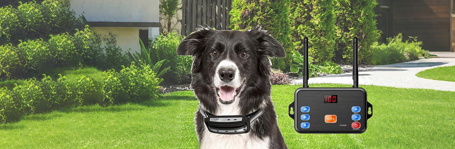 Dog wearing wireless training collar in the yard for safe outdoor training