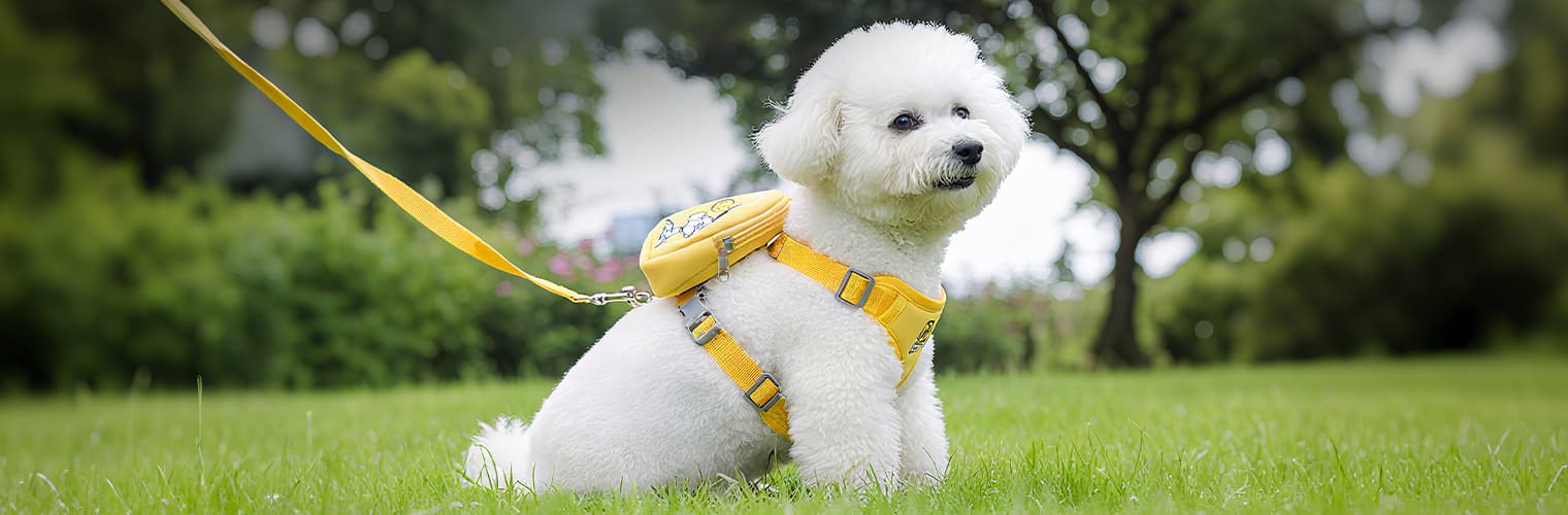 Small white dog outdoors wearing yellow backpack harness with leash attached