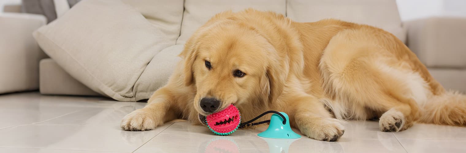 Golden retriever before wearing durable chew toy with suction cup design