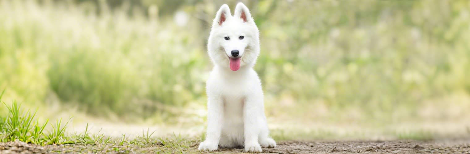 Dog sitting before wearing a harness