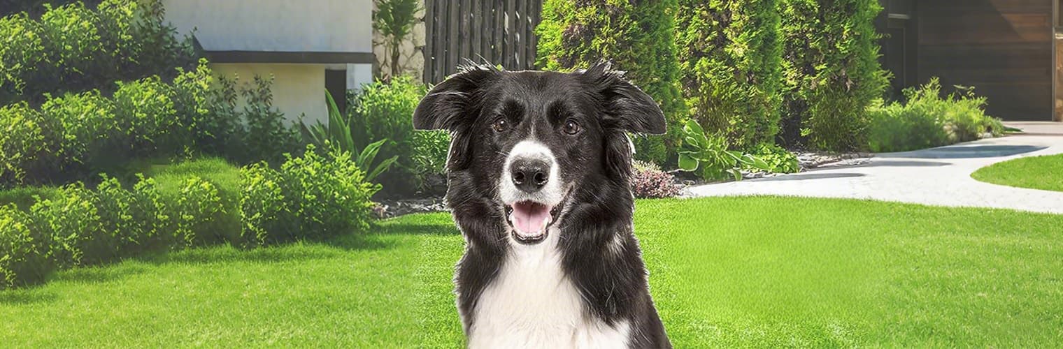 Dog before wearing wireless training collar, ready for outdoor use