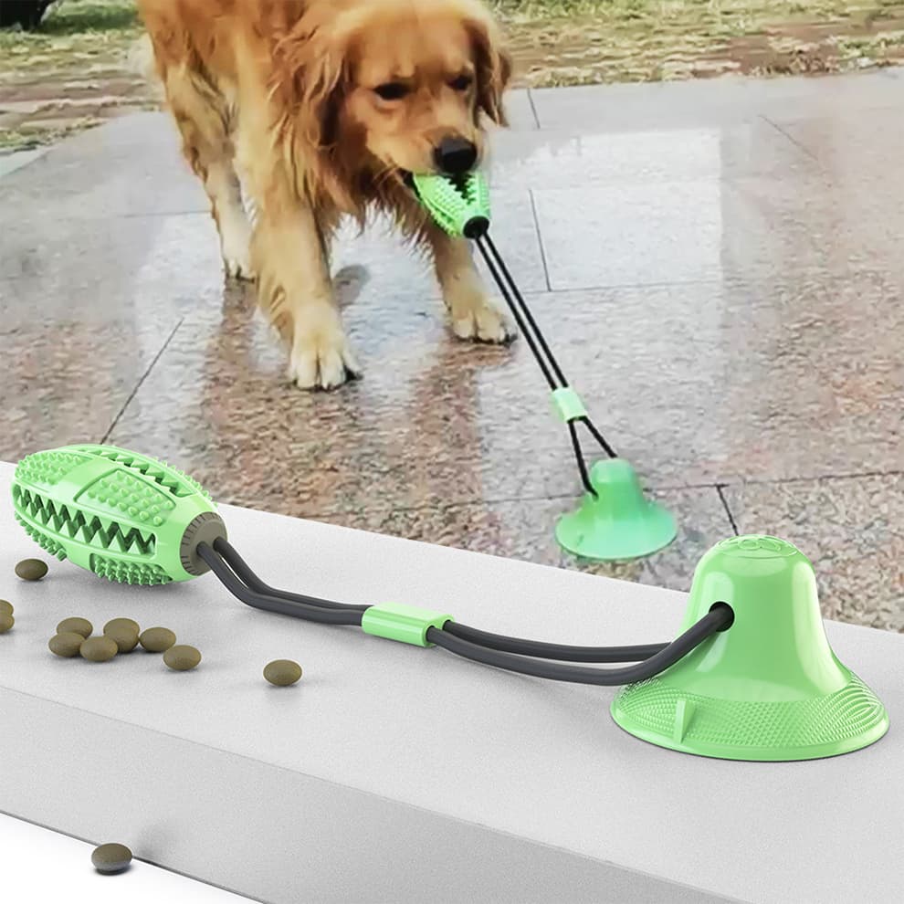 Dog playing with green suction cup dog chew toy, interactive training and chewing fun