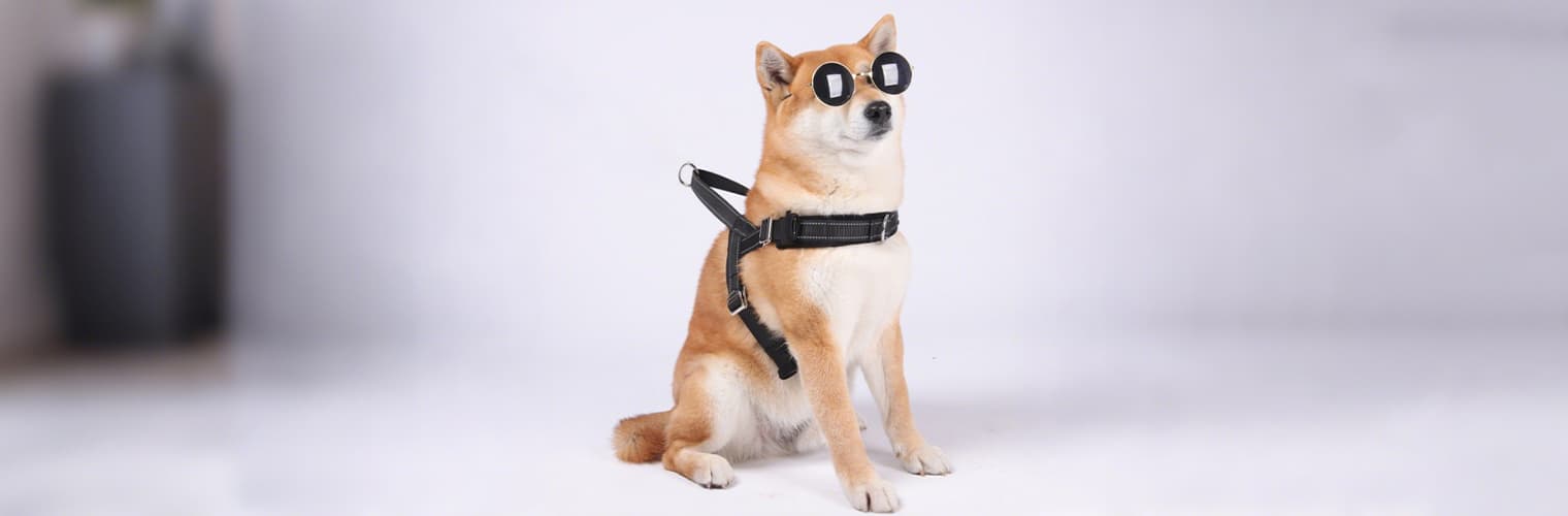 Shiba Inu wearing the reflective adjustable dog harness for outdoor use