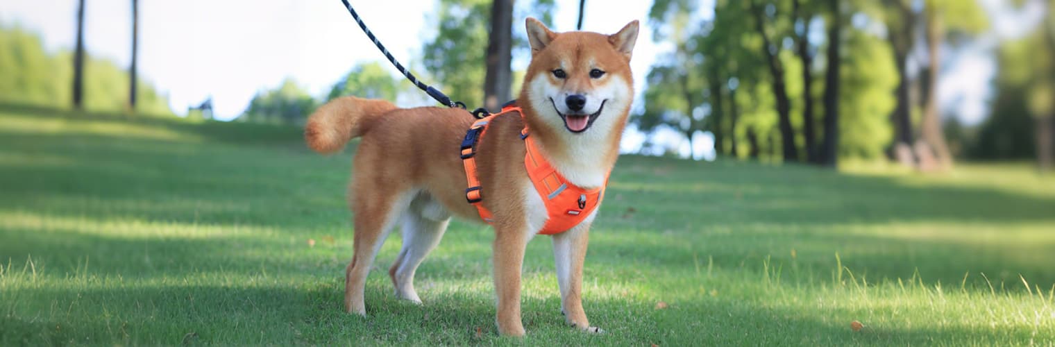 Dog wearing no pull dog harness with handle for safe walking and control