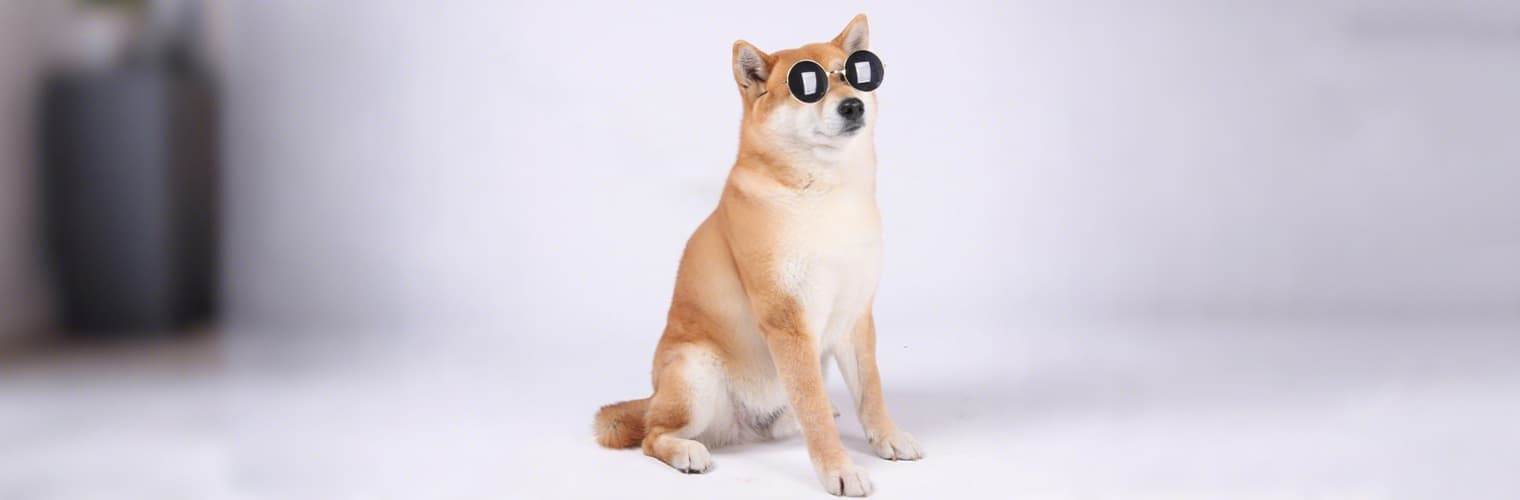 Shiba Inu before wearing the adjustable reflective dog harness