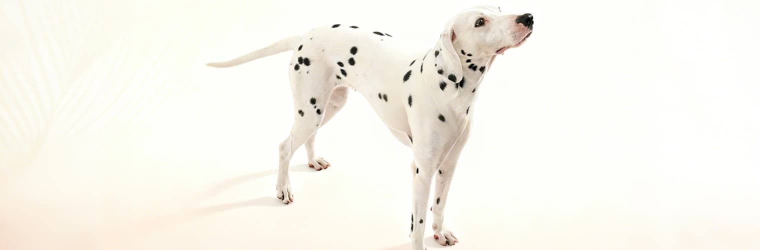 Dalmatian dog standing without harness before wearing reflective harness set