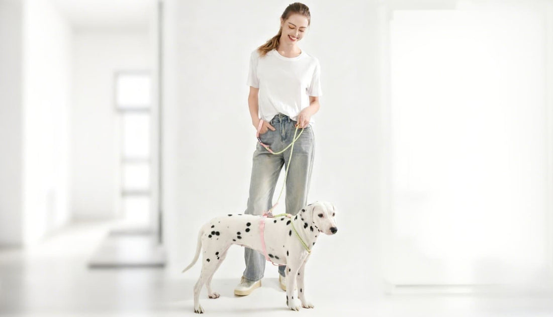 Woman walking dalmatian with reflective dog harness collar and leash set indoors