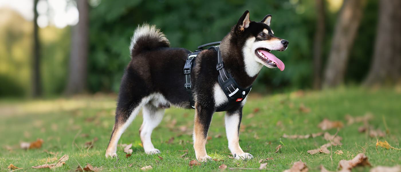 Black dog harness leash set with strong control handle and adjustable reflective straps