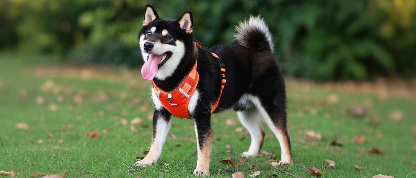 Orange dog harness leash set outdoor walking fit, no pull reflective adjustable harness for training