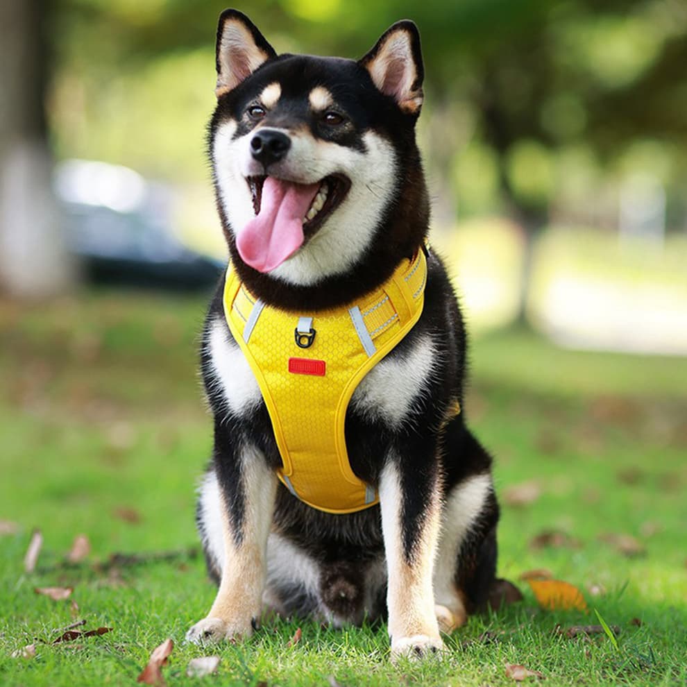 Dog harness and leash set for daily outdoor walking and training, comfortable padded mesh