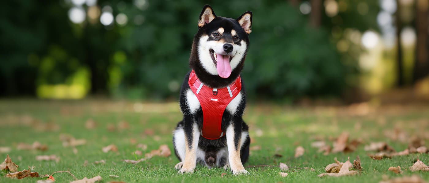 Red no pull dog harness leash set with front clip and padded design for training and walking