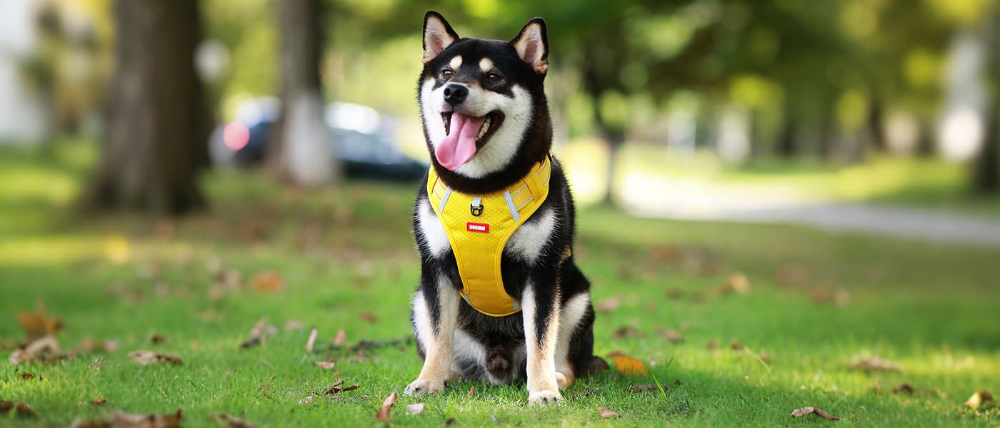 Yellow dog harness leash set with breathable padded chest and reflective straps for safe dog walking