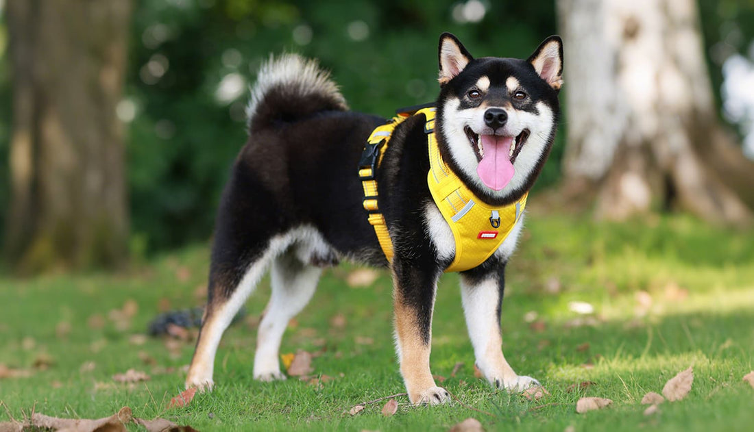 Yellow dog harness leash set for outdoor walking, reflective no pull harness with padded design
