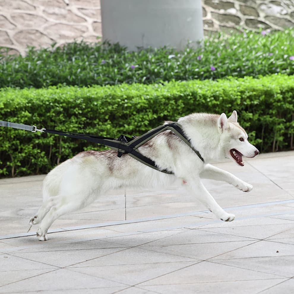 Side view of husky running with dog harness sled for pulling activities