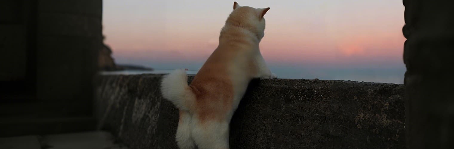 Dog standing outdoors at sunset before wearing GPS fence training harness