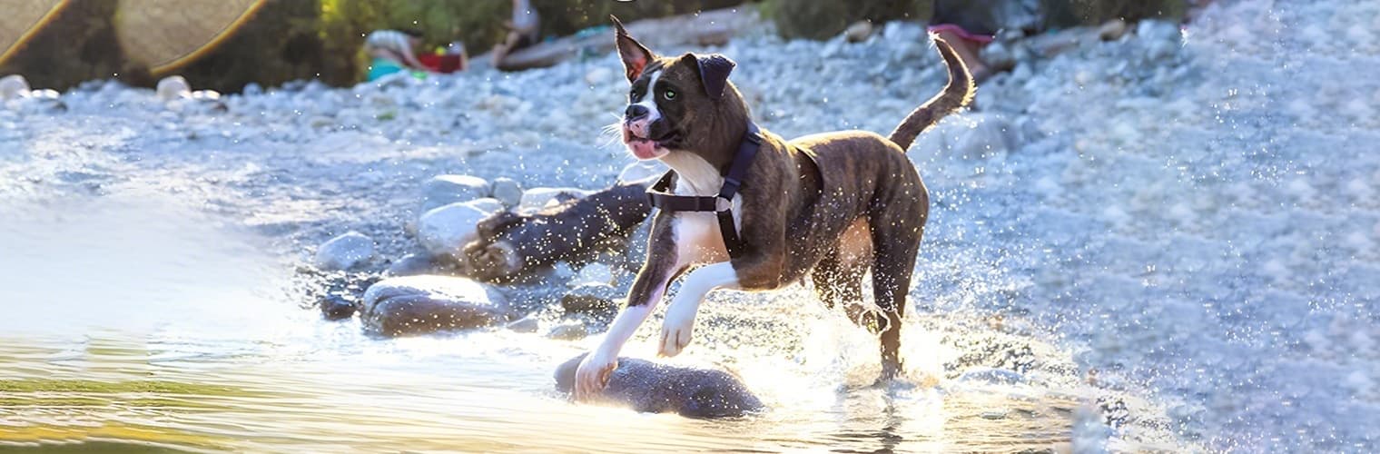 Active dog playing in river before using GPS wireless fence training collar