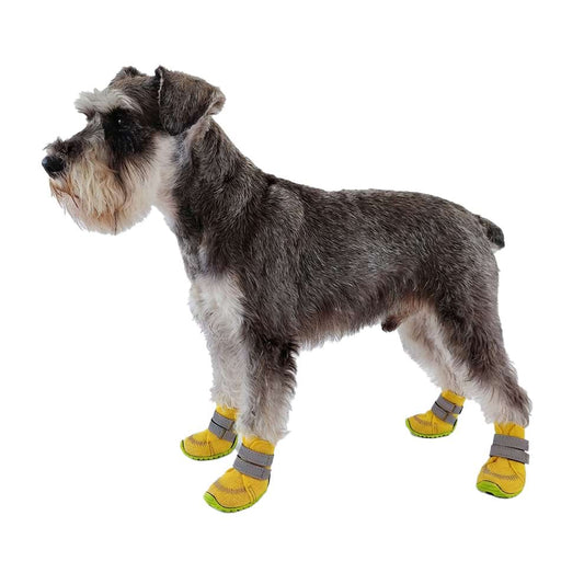 Schnauzer dog wearing yellow dog shoes for summer walking on pavement.