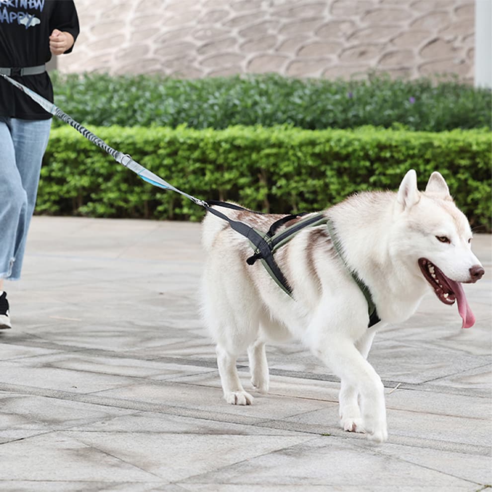 Husky wearing dog sled harness for outdoor pulling and running training