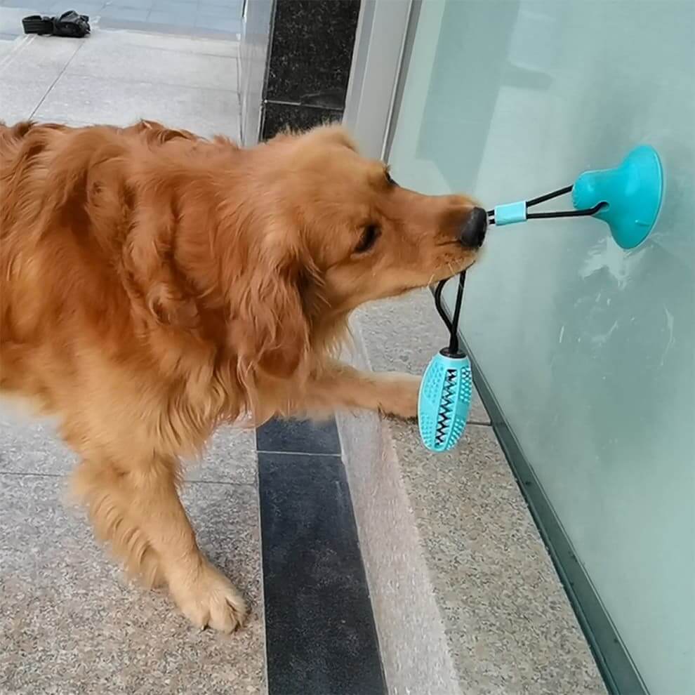 Dog pulling blue suction cup dog toy on glass surface, tough and engaging chew toy