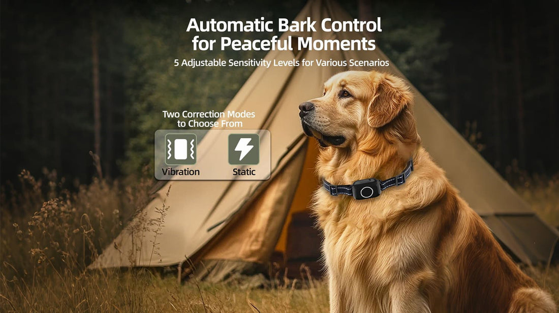 Golden retriever wearing training collar with vibration and static correction outdoors