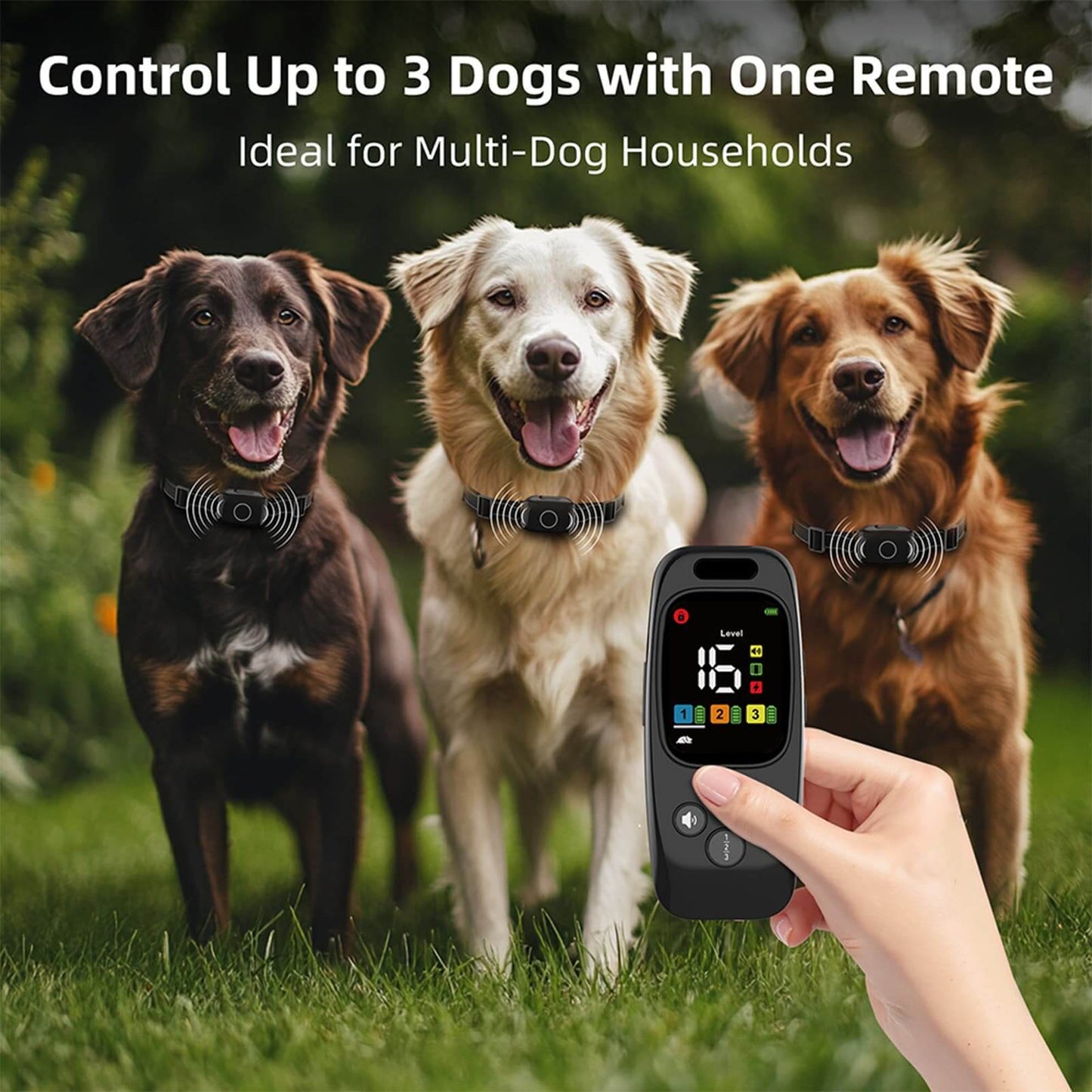 One remote controlling three dogs wearing training collars at the same time