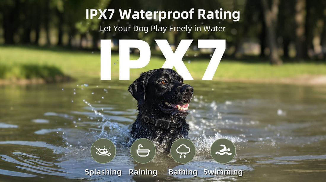 Black dog wearing training collar while playing in water with IPX7 waterproof design