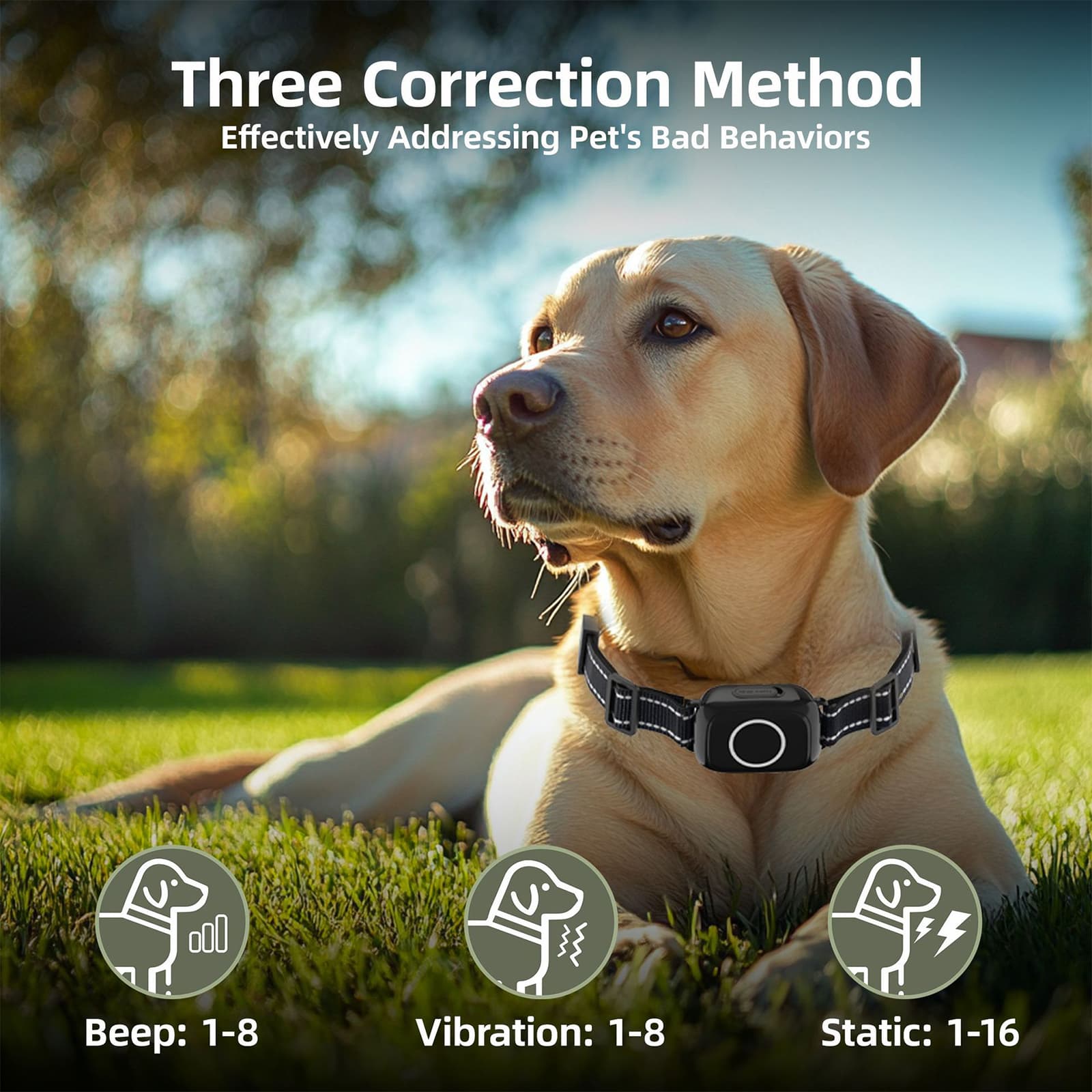 Dog wearing training collar with beep, vibration, and static correction modes