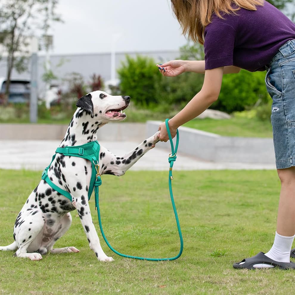 Dog training leash for outdoor walking control with secure grip handle