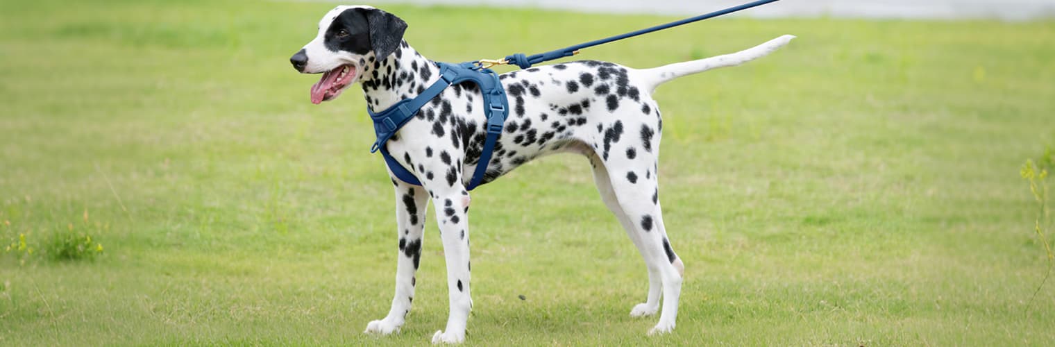Improved walking control after using no pull dog leash