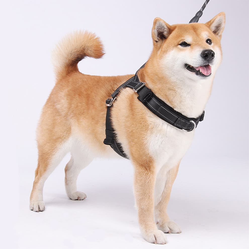 Dog wearing black reflective harness with secure fit and breathable lining
