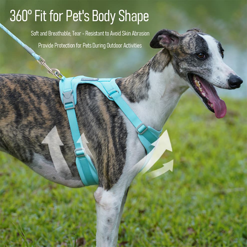 Dog wearing blue dog harness and leash set outdoors with secure fit