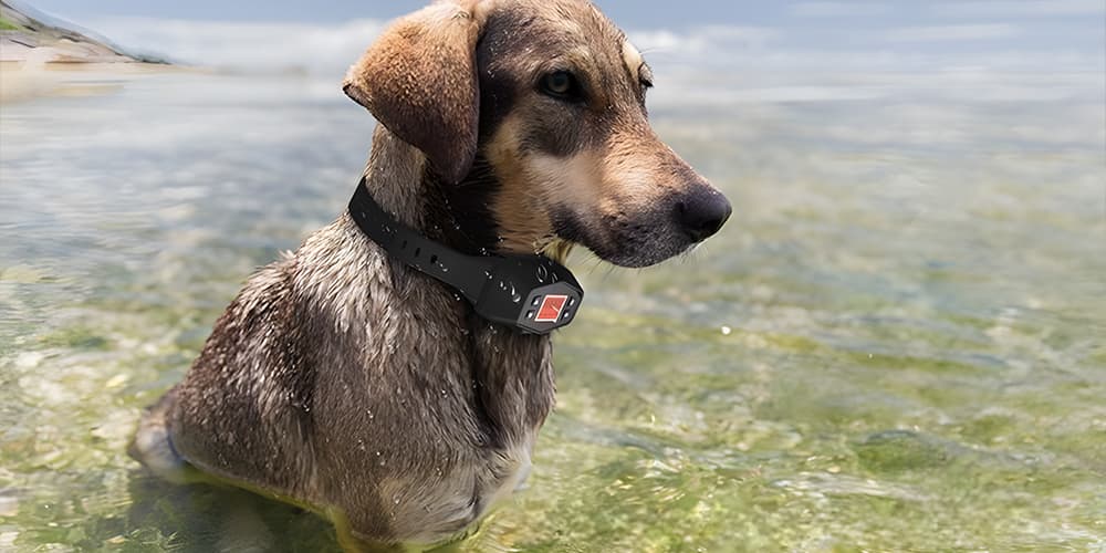 wet-dog-standing-in-shallow-water-wearing-gps-wireless-training-collar-for-safe-boundary-control