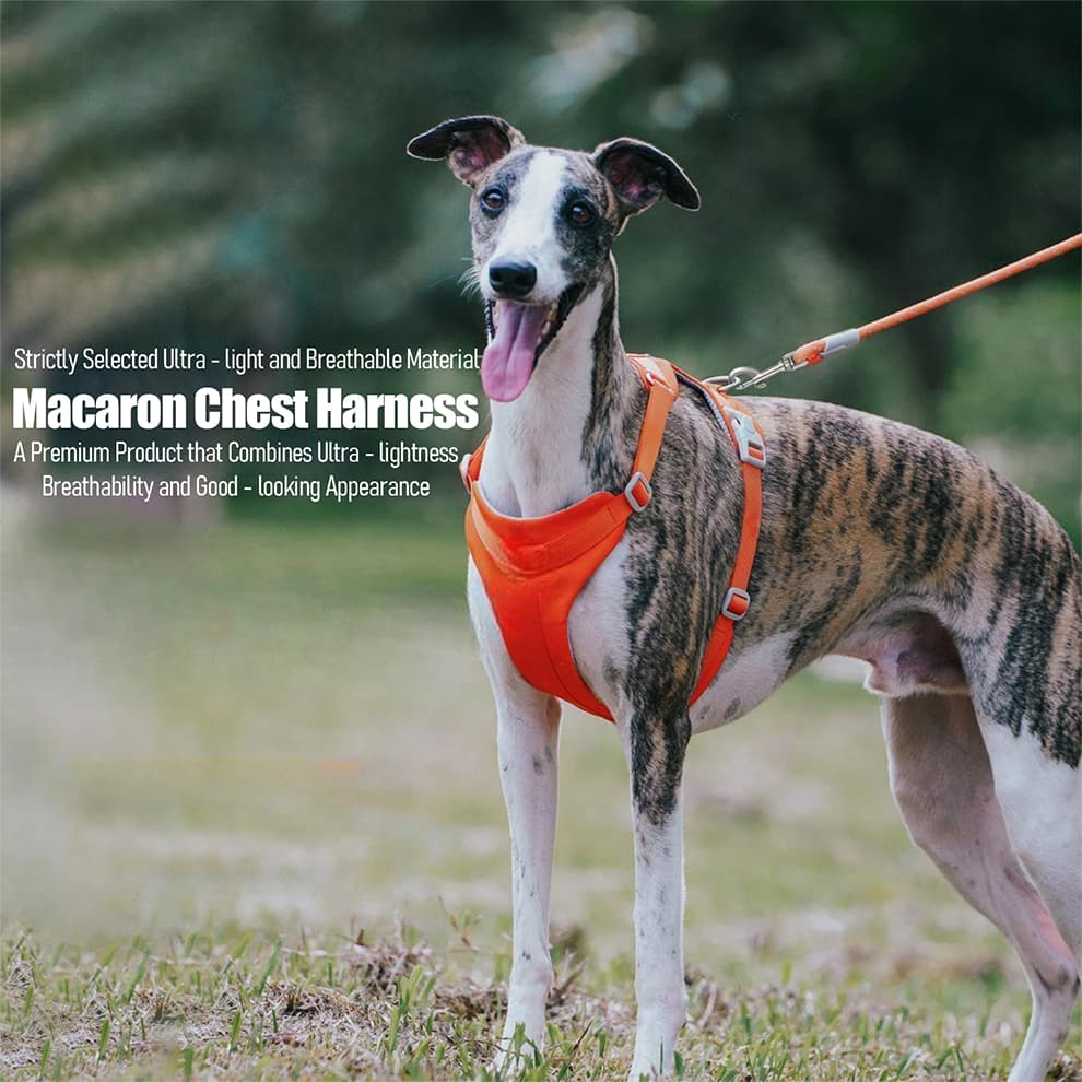 Dog wearing orange dog harness and leash set for safe daily walks