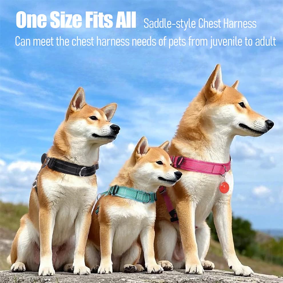 Multiple dogs wearing adjustable harnesses in black, teal, and pink outdoors
