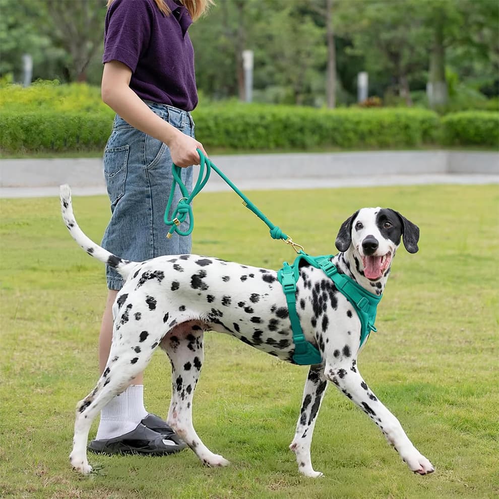 Durable rope dog leash for daily walks and obedience training sessions