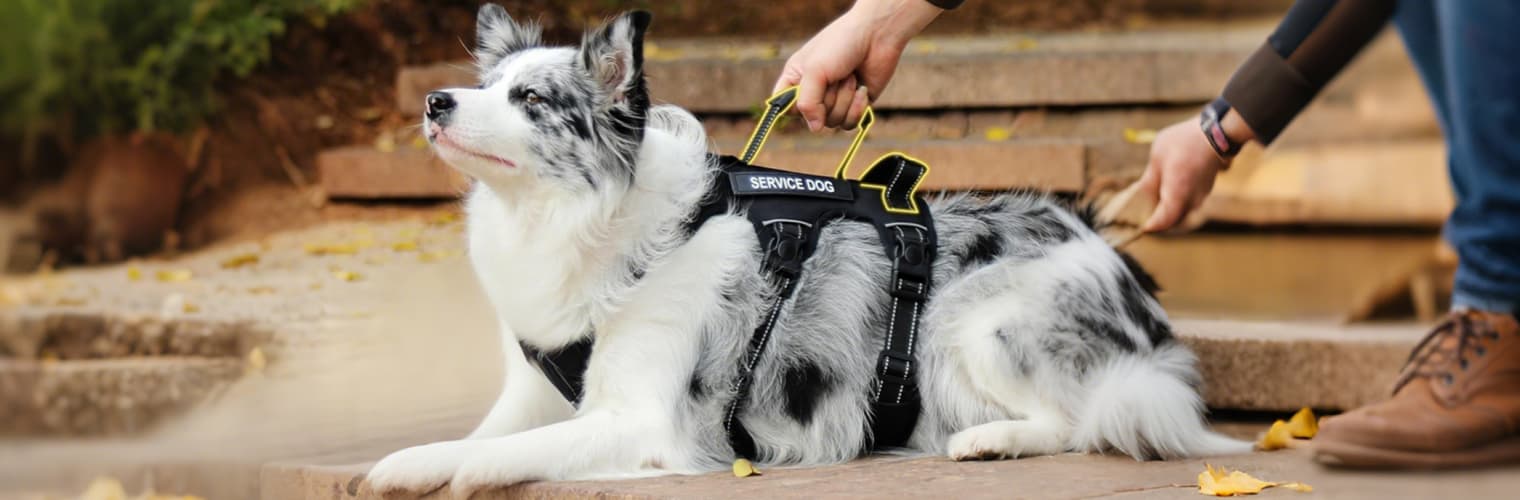 Secure fit escape proof dog harness with handle for better control