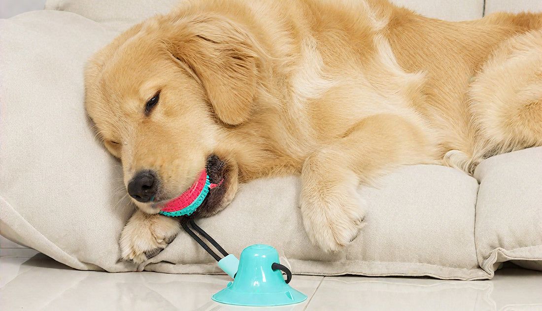 Golden retriever resting on sofa while chewing interactive dog toy with suction base