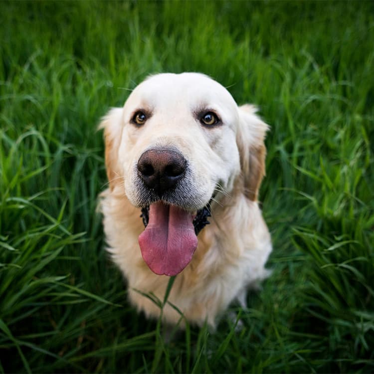 golden-retriever-sitting-in-tall-green-grass-with-tongue-out